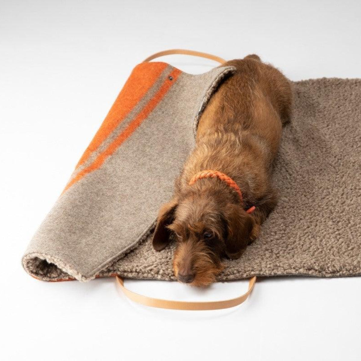 Plaid pour chien en laine bouclée - STEVE LAINE - Kasibe