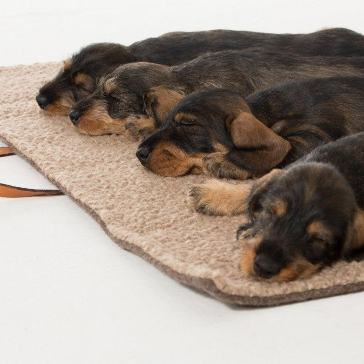 Plaid pour chien en laine bouclée - STEVE LAINE - Kasibe