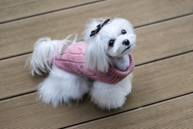 Un pull en laine pour chien pour affronter le froid : Aspen - kasibe