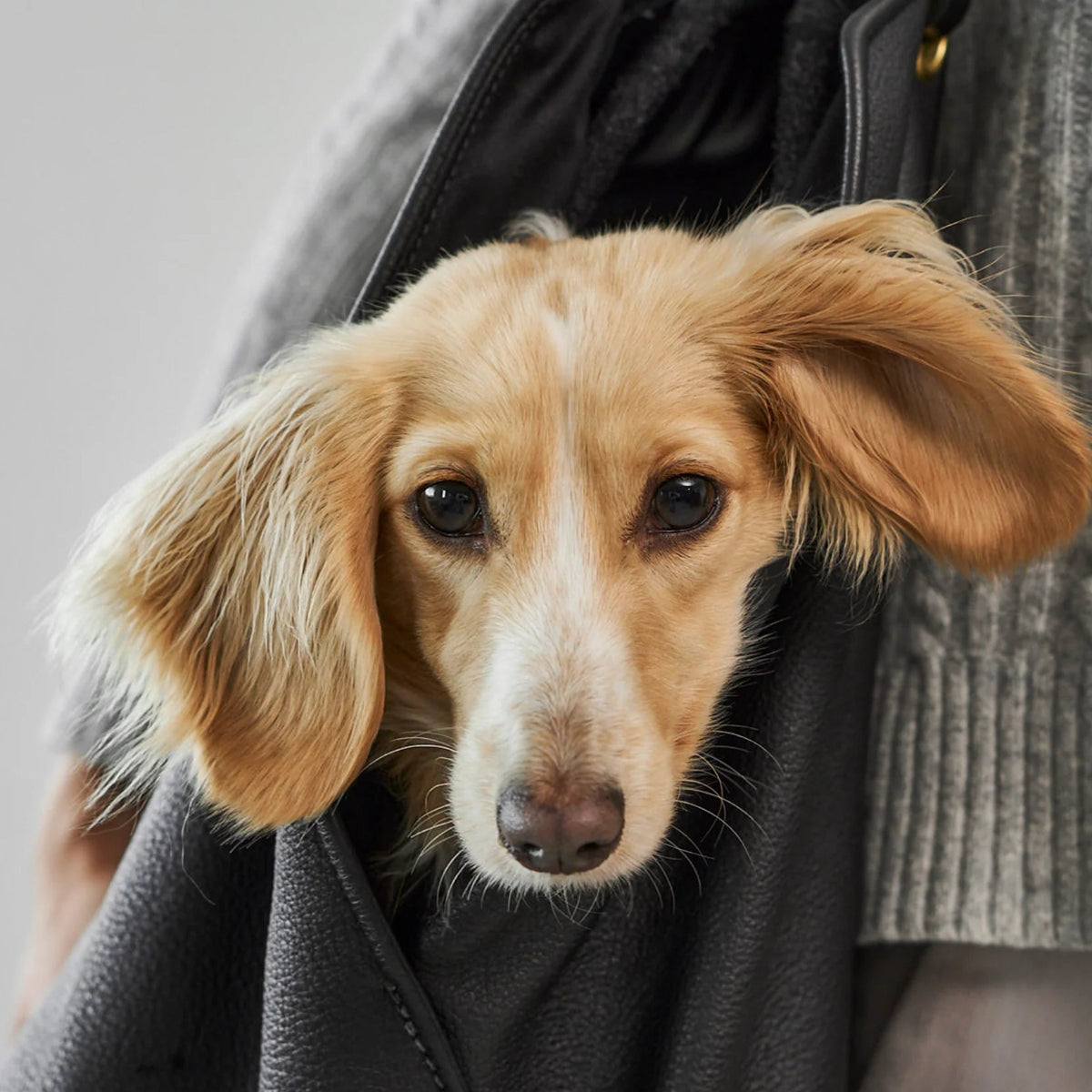 sac de transport pour chien en cuir luxe - kasibe