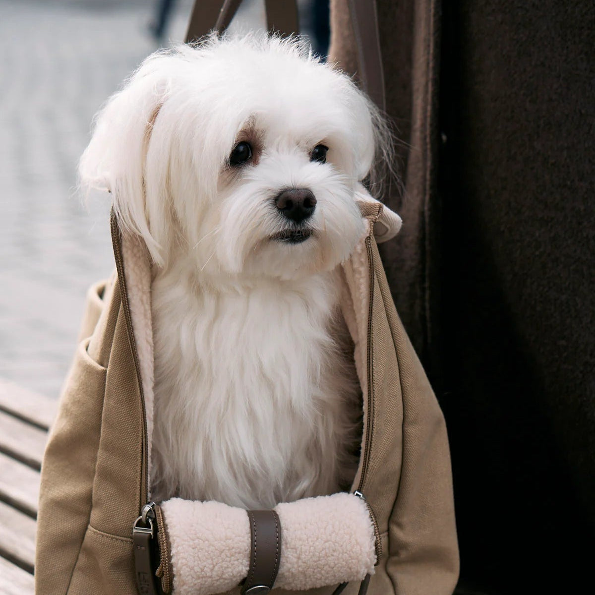 sac de transport design pour chien - kasibe