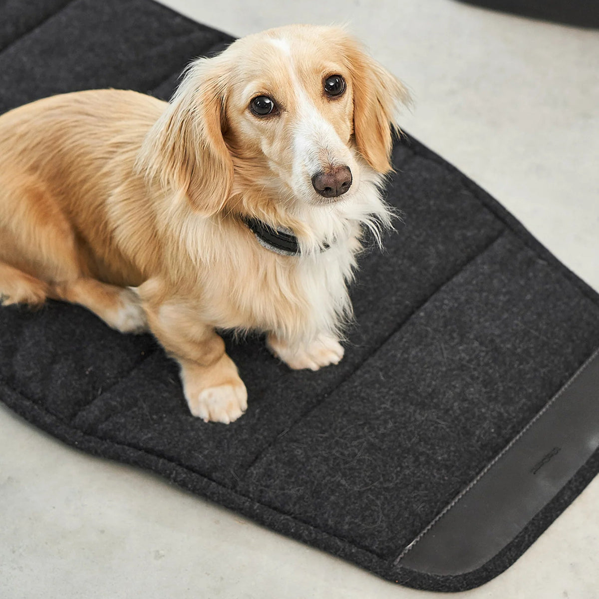 sac de transport pour chien en cuir luxe - kasibe