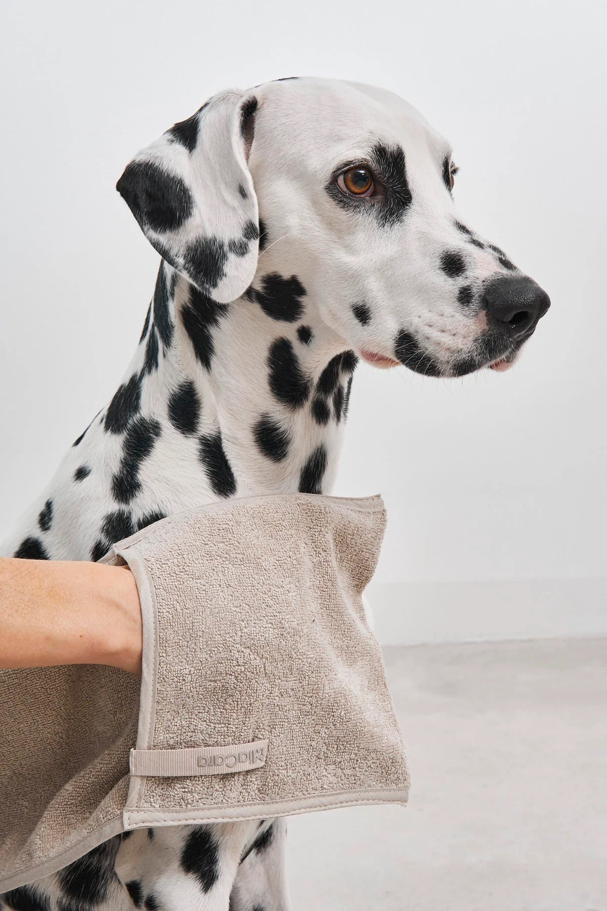 Serviette de bain absorbante pour chien - MANO - kasibe