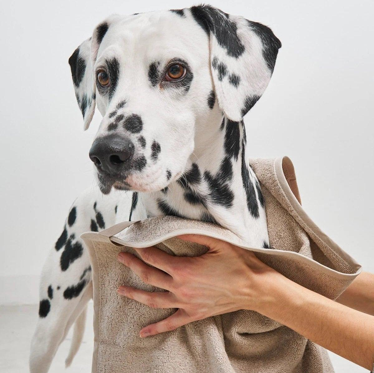 Serviette éponge pour chien - SECCO - Kasibe