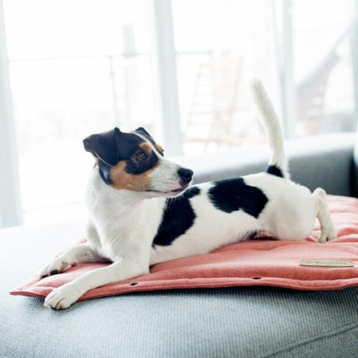 Tapis pour chien à utiliser en transport ou en protection : Loft - kasibe