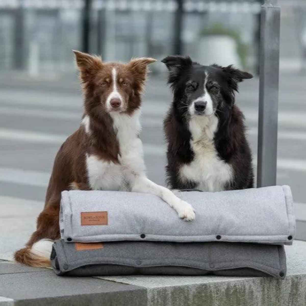 Tapis pour chien à utiliser en transport ou en protection : Loft ouvert - kasibe