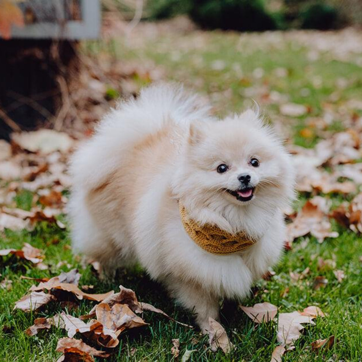 Tour de cou pour chien - JOY - Kasibe