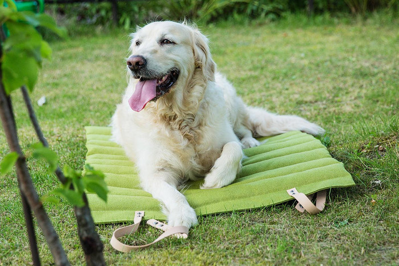 kasibe chien allongé sur plaid de voyage vert labbvenn