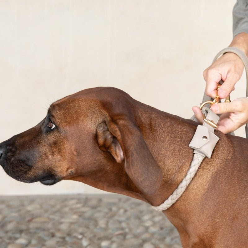 Étui de protection pour collier AirTag pour chien, support sécuri