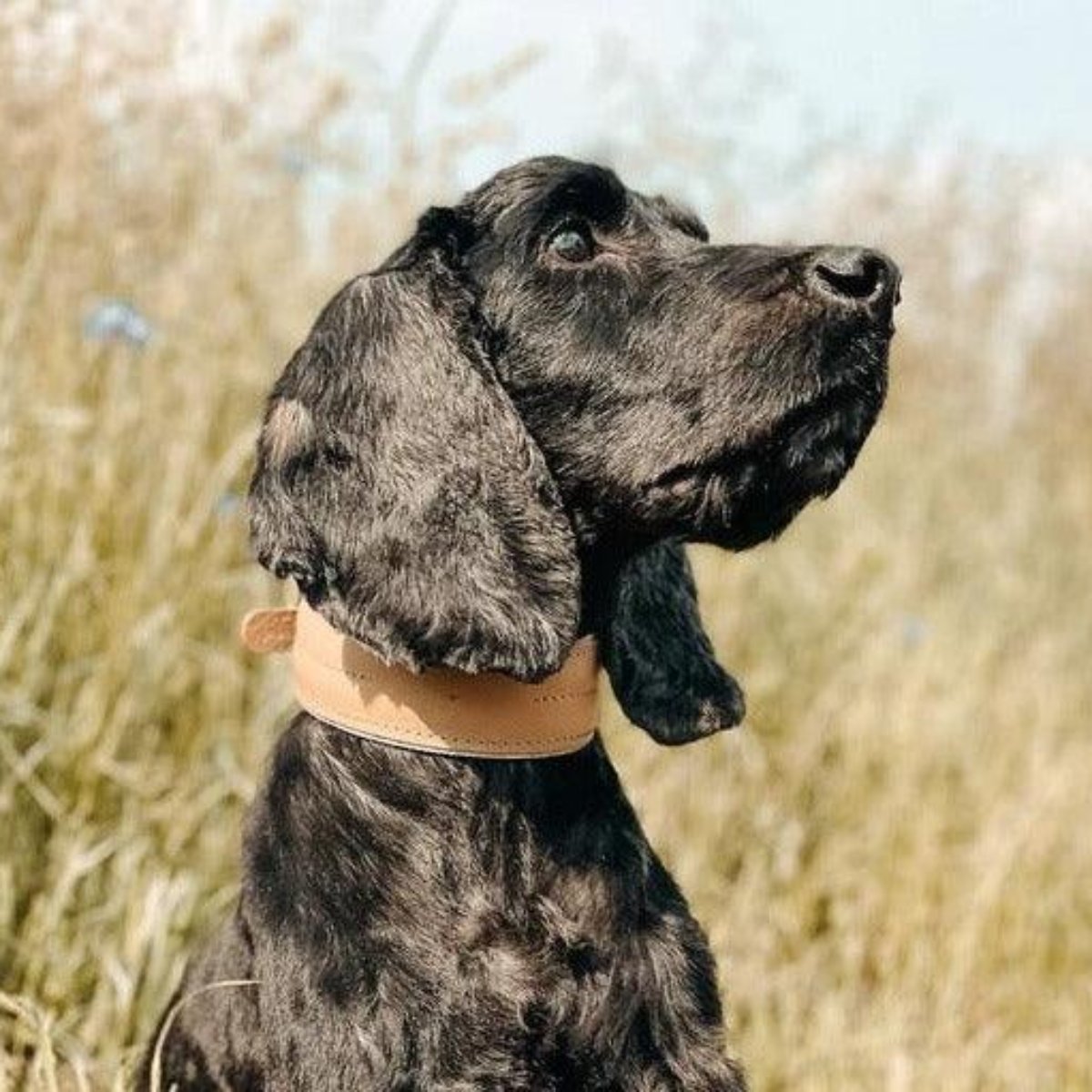 Beau collier pour chien en cuir large Pin marron - kasibe