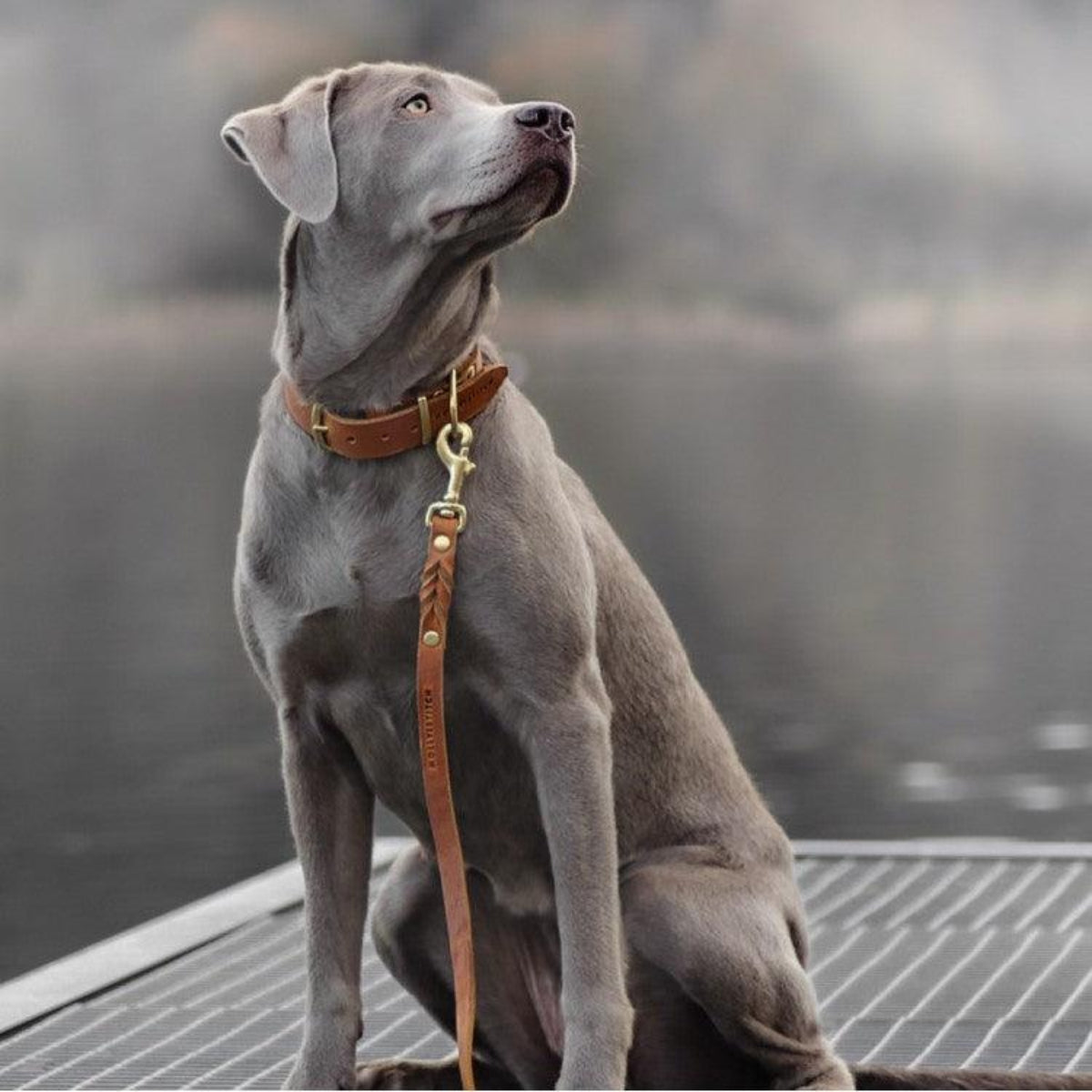 collier en cuir pour chien marron - kasibe