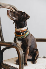 Collier en cuir pour petit chien Fir Air avec médaille en laiton couleurs - kasibe