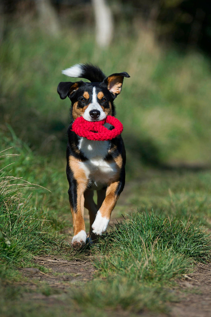 jouet pour chien corde rouge - kasibe