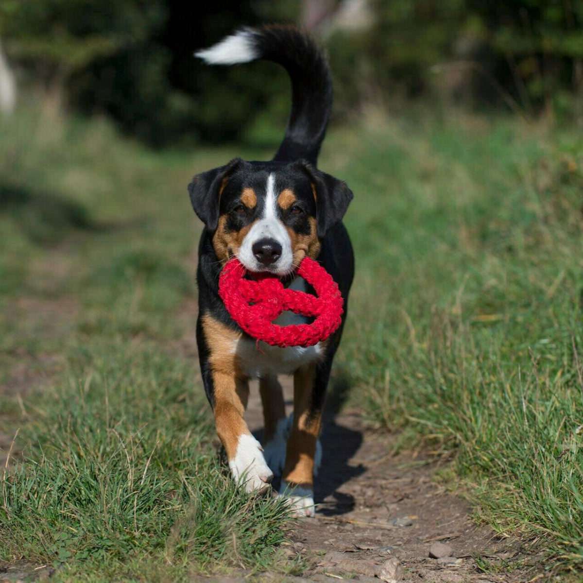 jouet pour chien rond rouge - kasibe