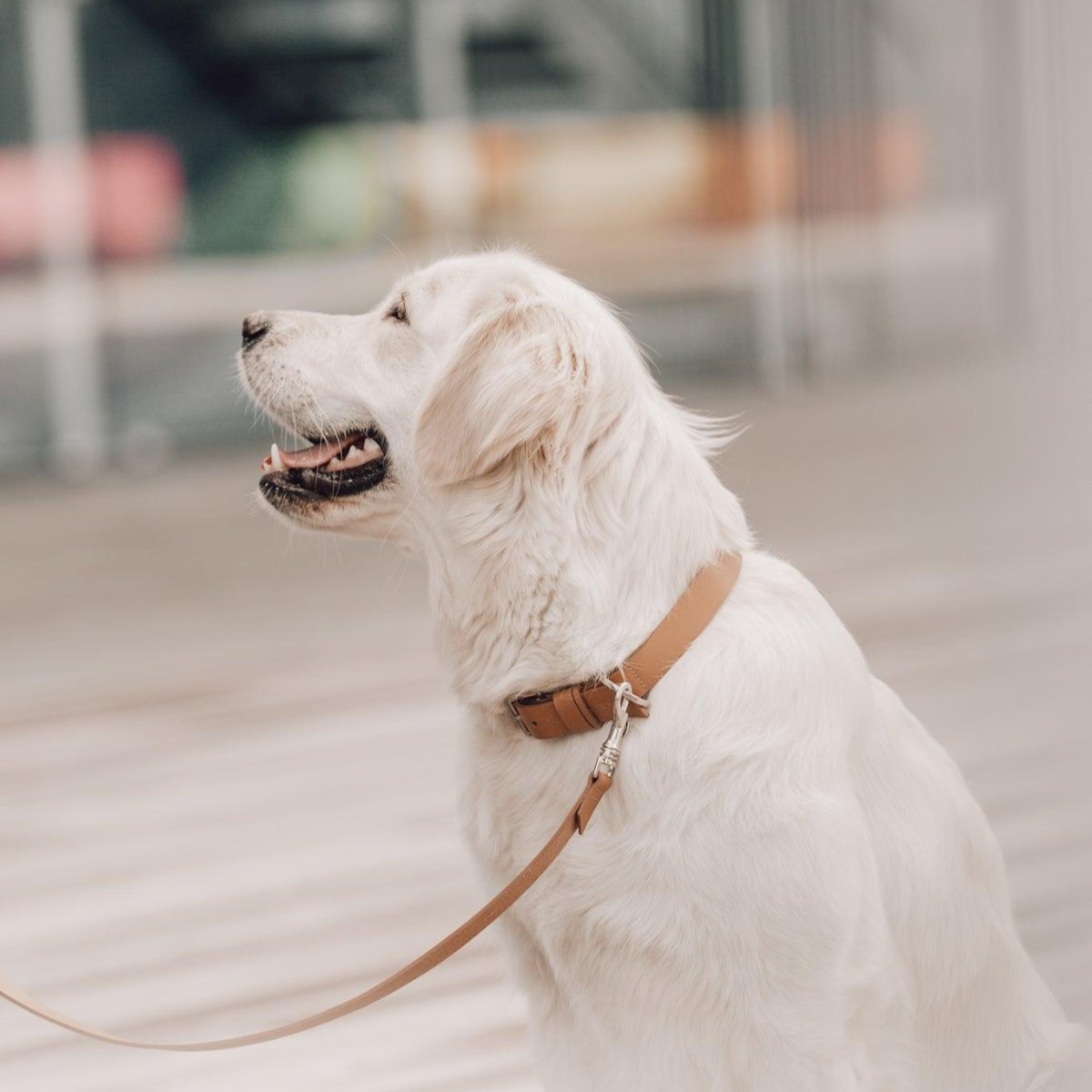 kasibe collier en cuir pour chien marron labbvenn