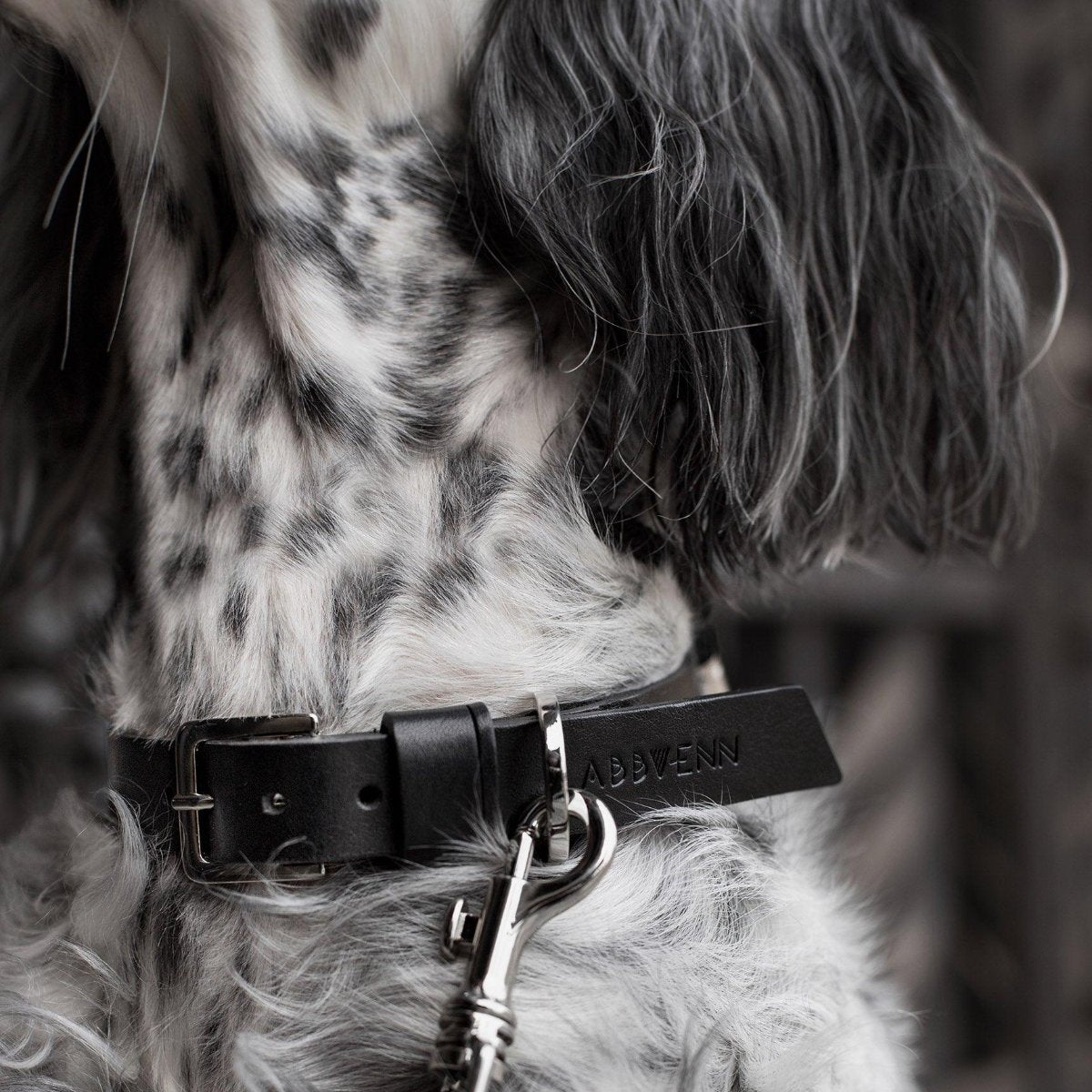 kasibe collier en cuir pour chien noir labbvenn