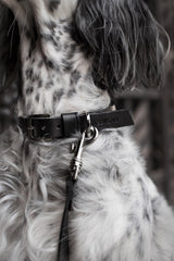 kasibe collier en cuir pour chien noir labbvenn
