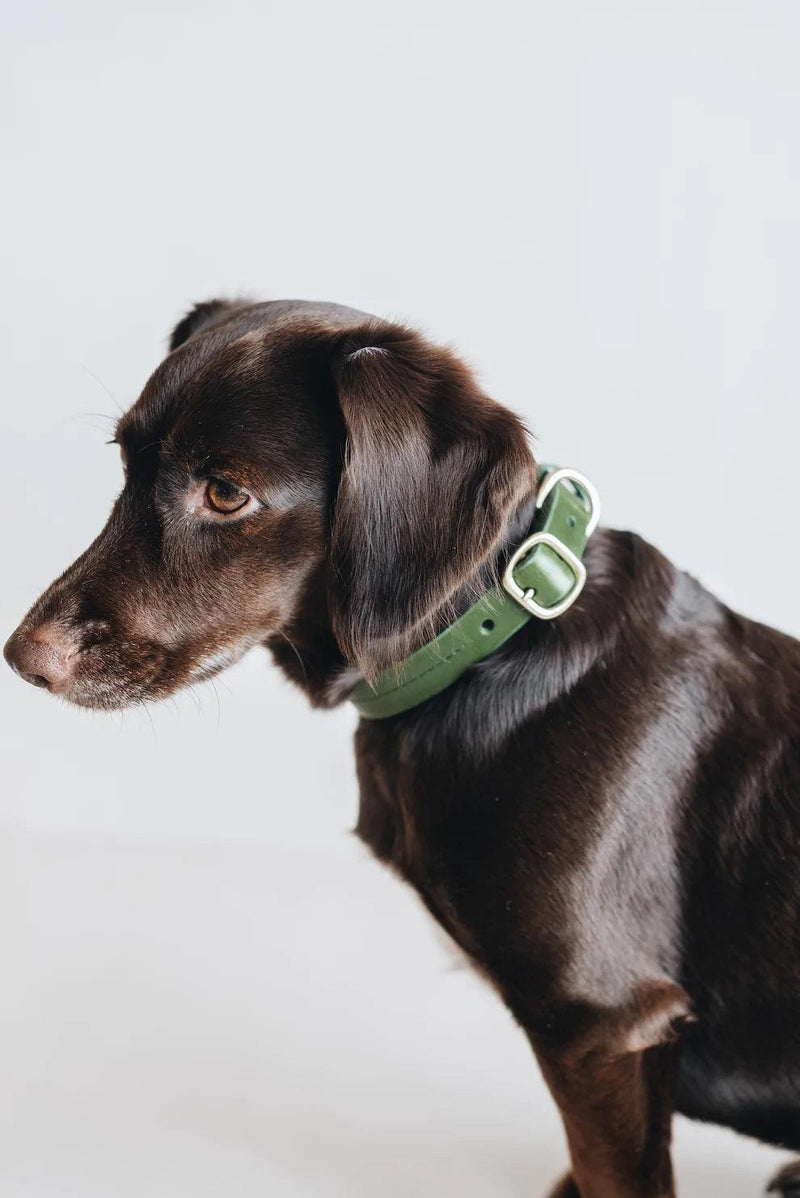 Collier artisanal en cuir pour chien Fir avec médaille en laiton vert - kasibe