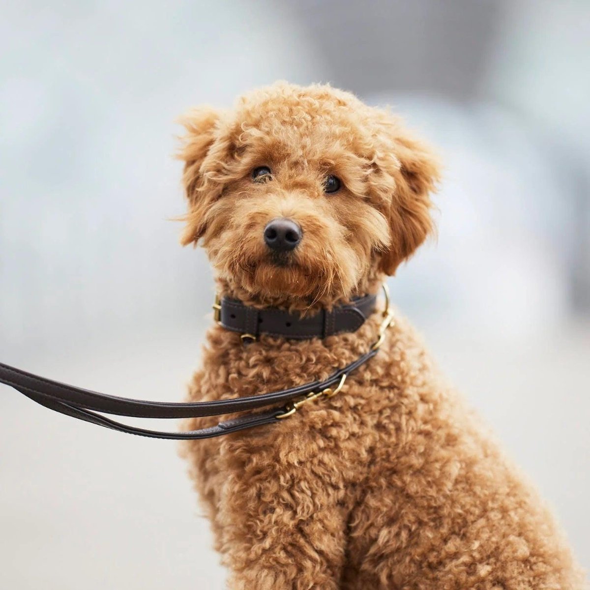 Gamme Plaine, des colliers pour chiens très mode, élégants et raffinés - kasibe