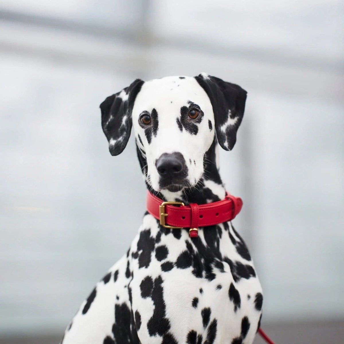 Gamme Plaine, des colliers pour chiens très mode, élégants et raffinés - kasibe