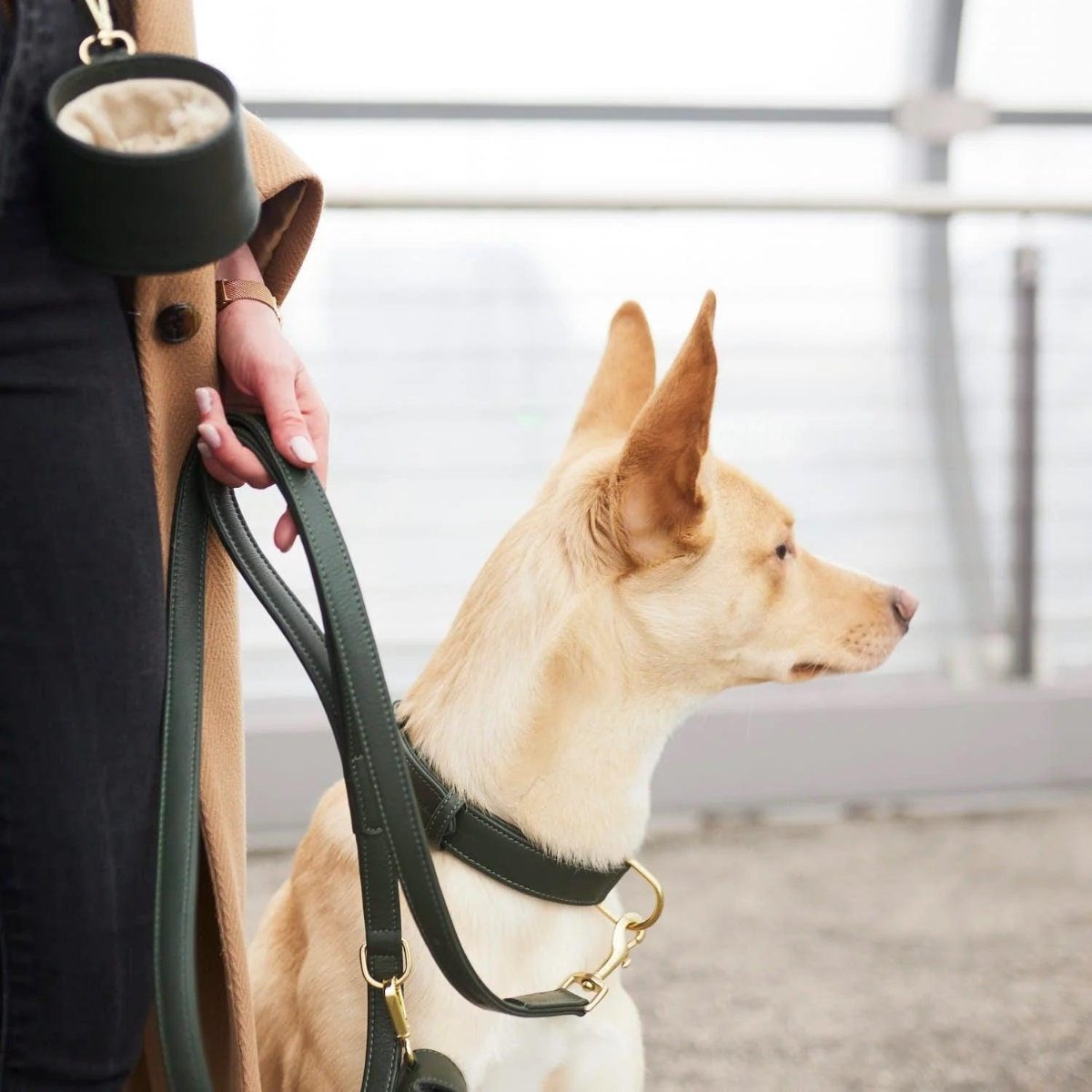 Gamme Plaine, des colliers pour chiens très mode, élégants et raffinés - kasibe