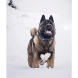 Collier en corde et cuir pour chien Touch of Leather - kasibe
