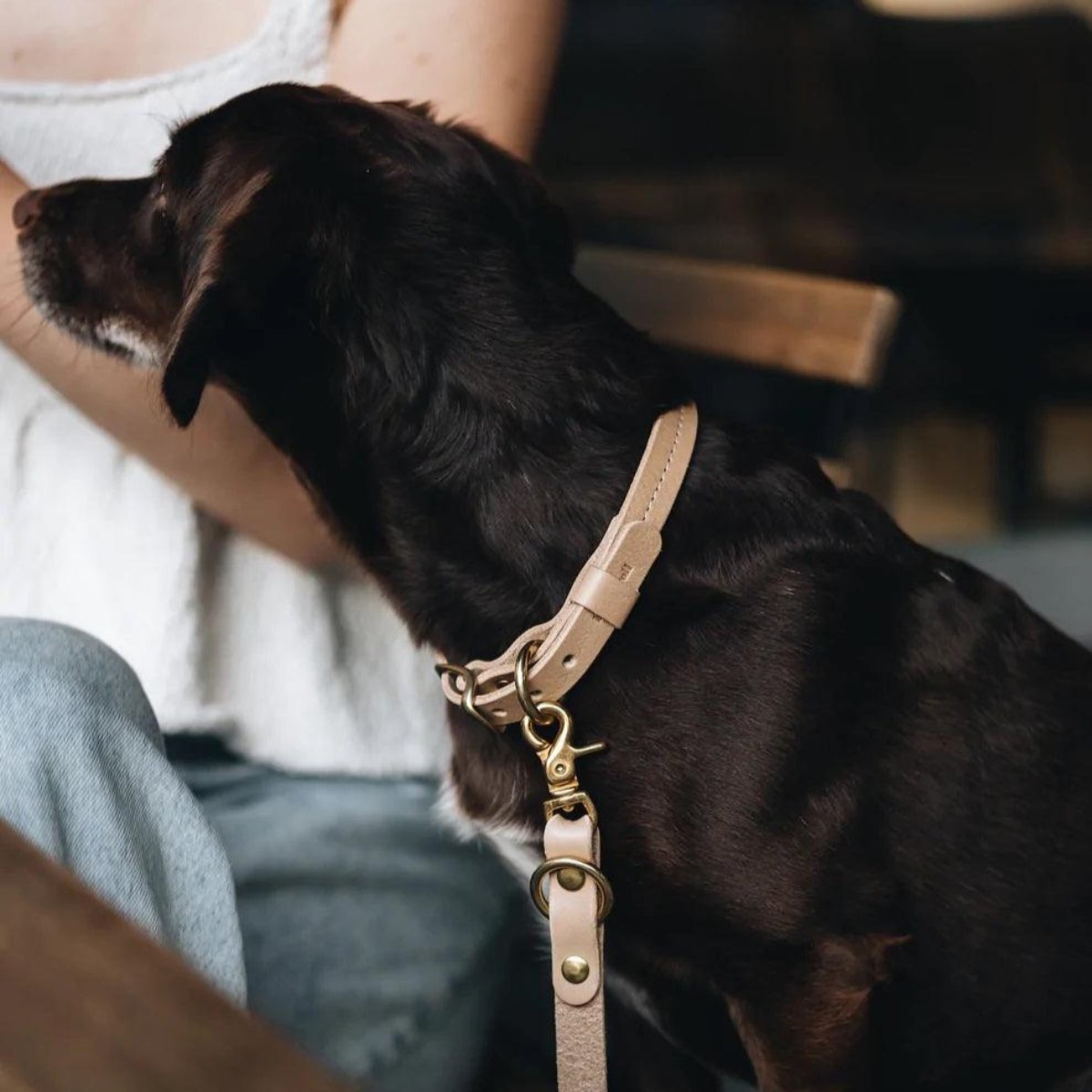 Collier en cuir pour petit chien Fir Air avec médaille en laiton latte - kasibe