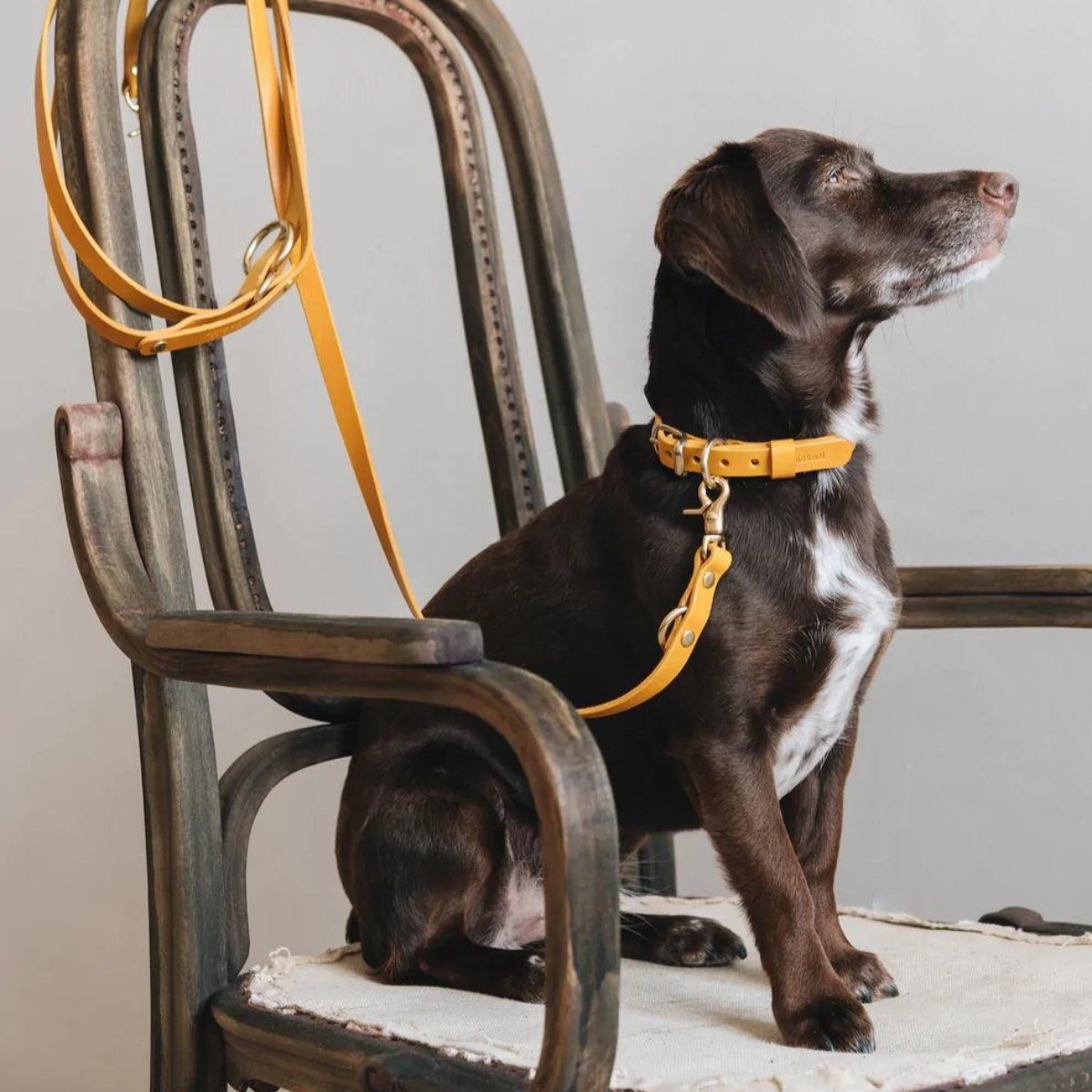 Collier pour petit chien jaune - Kasibe