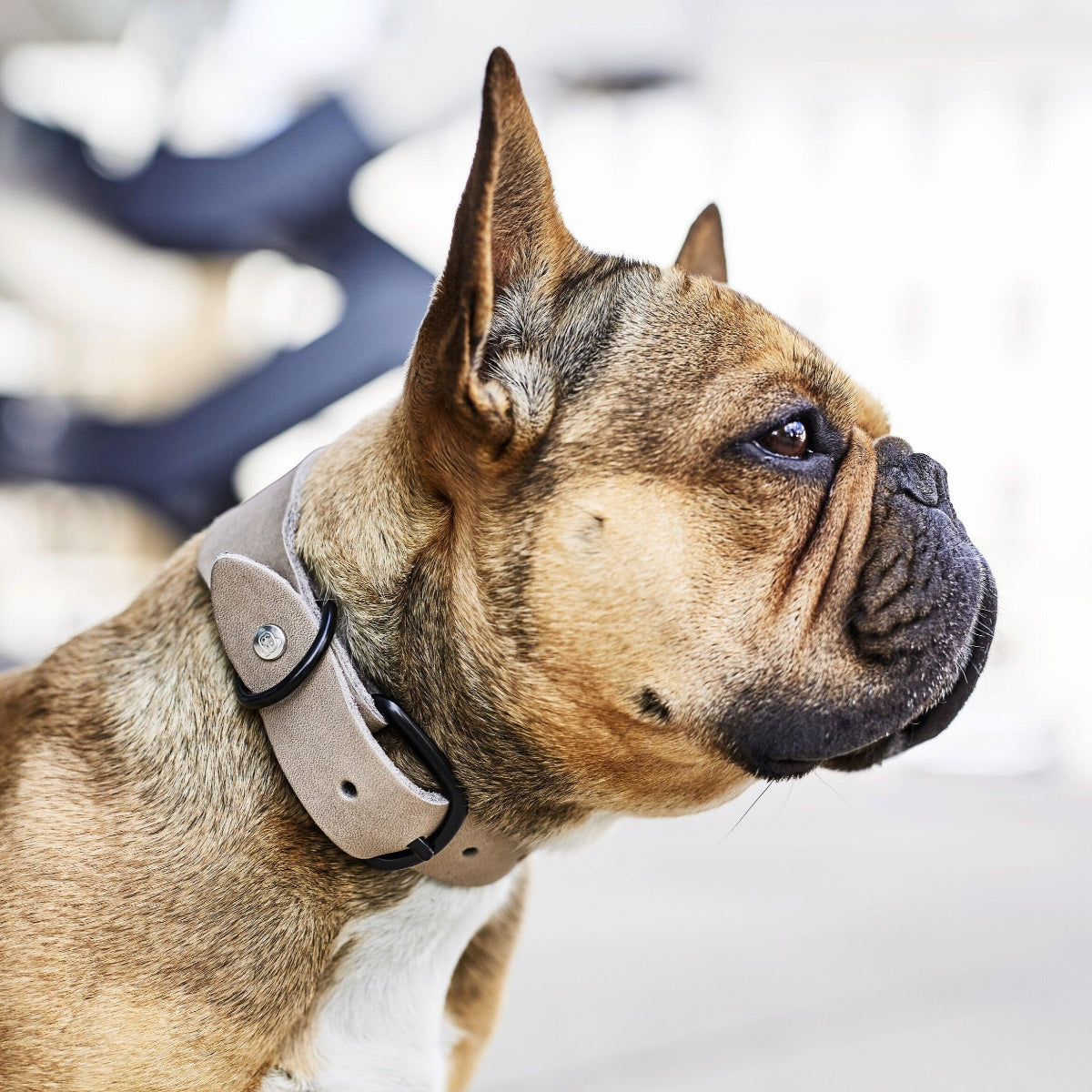 Collier pour chien élégant - GIRO - Kasibe