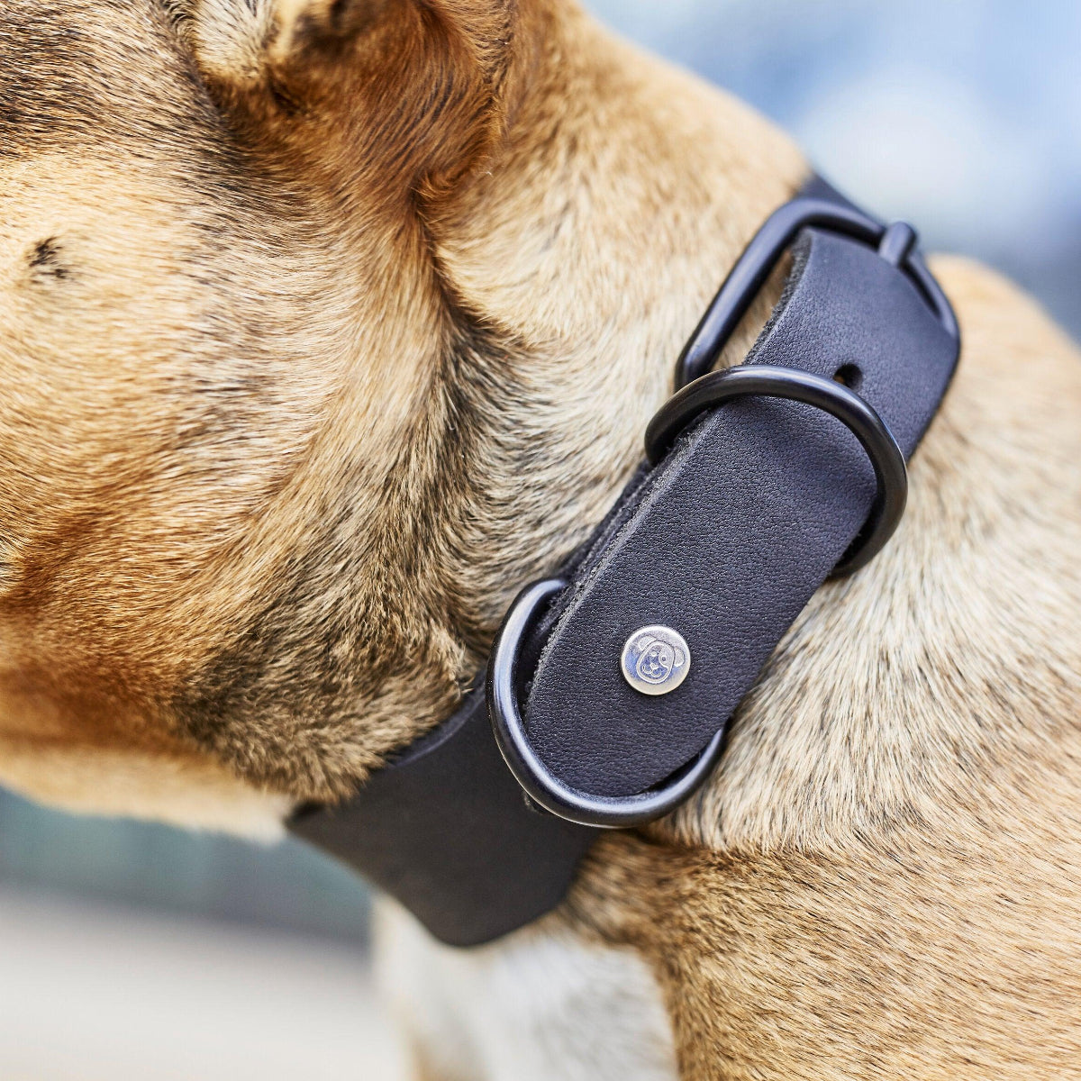 Collier pour chien élégant - GIRO - Kasibe