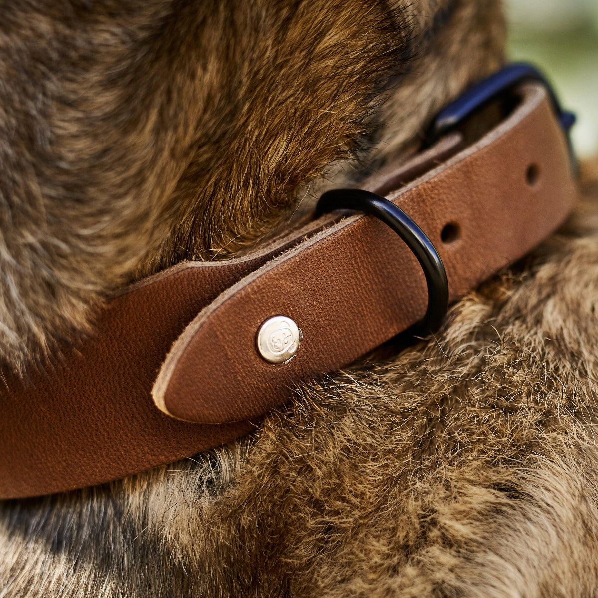 Collier pour chien élégant - GIRO - Kasibe