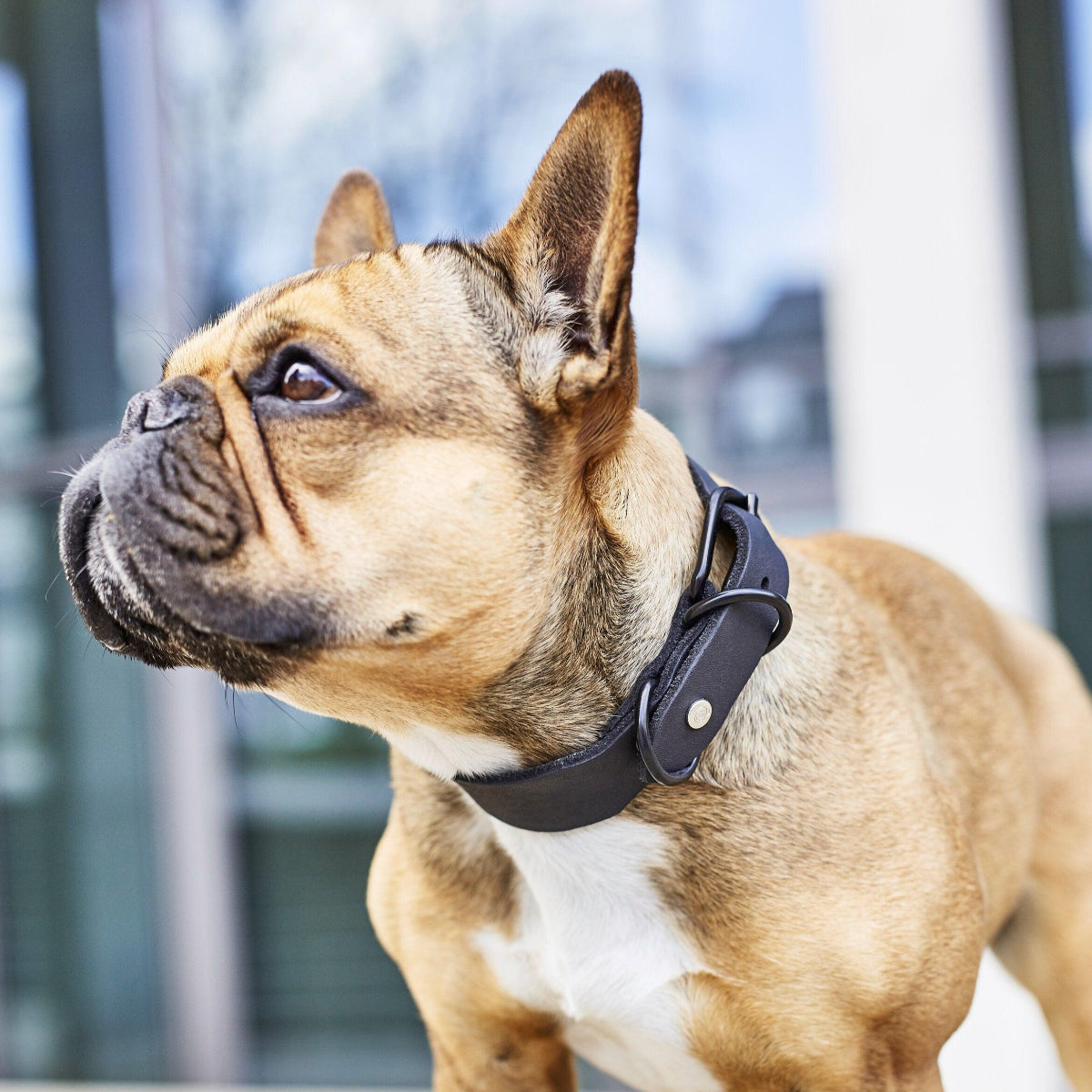 Collier pour chien élégant - GIRO - Kasibe