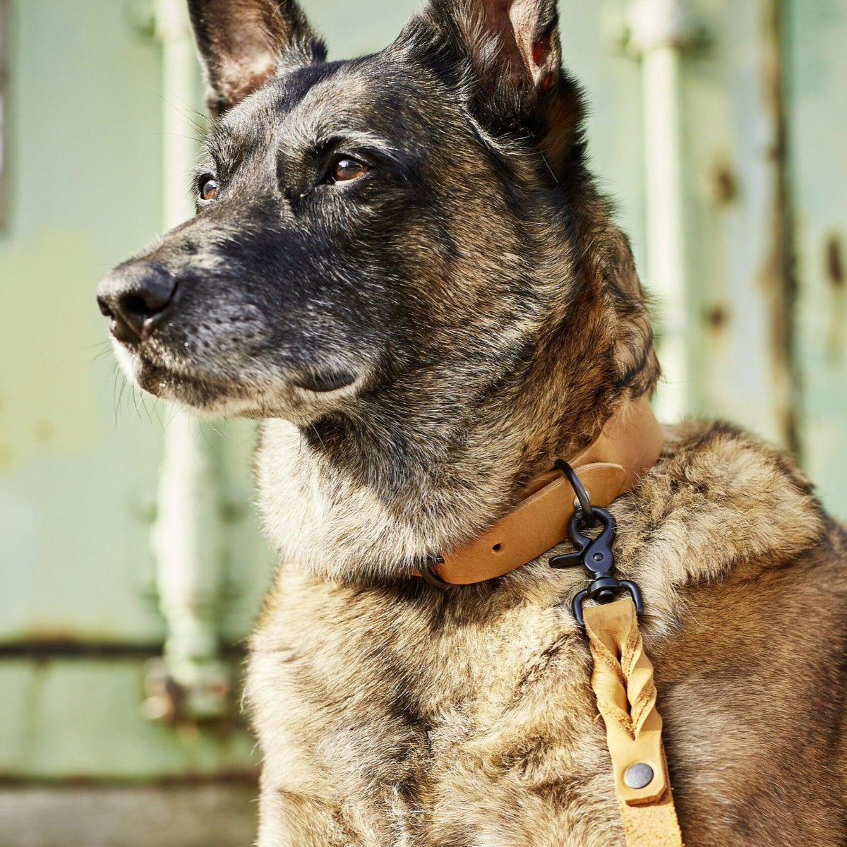 Collier pour chien élégant - GIRO - Kasibe