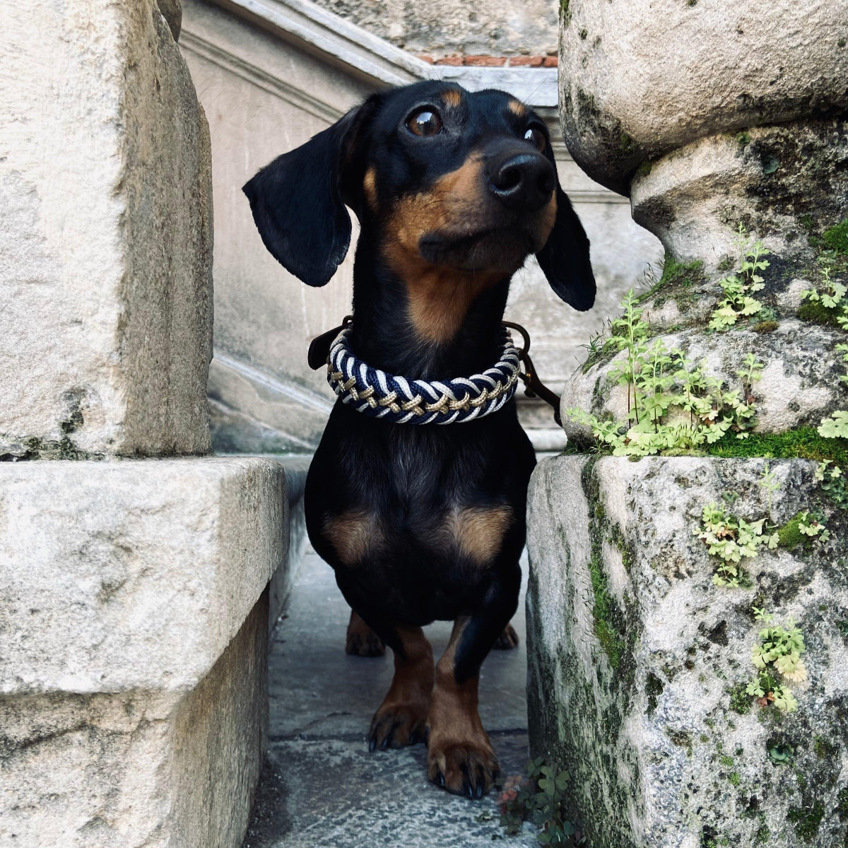 Collier pour chien en paracorde - PARACORD - Kasibe