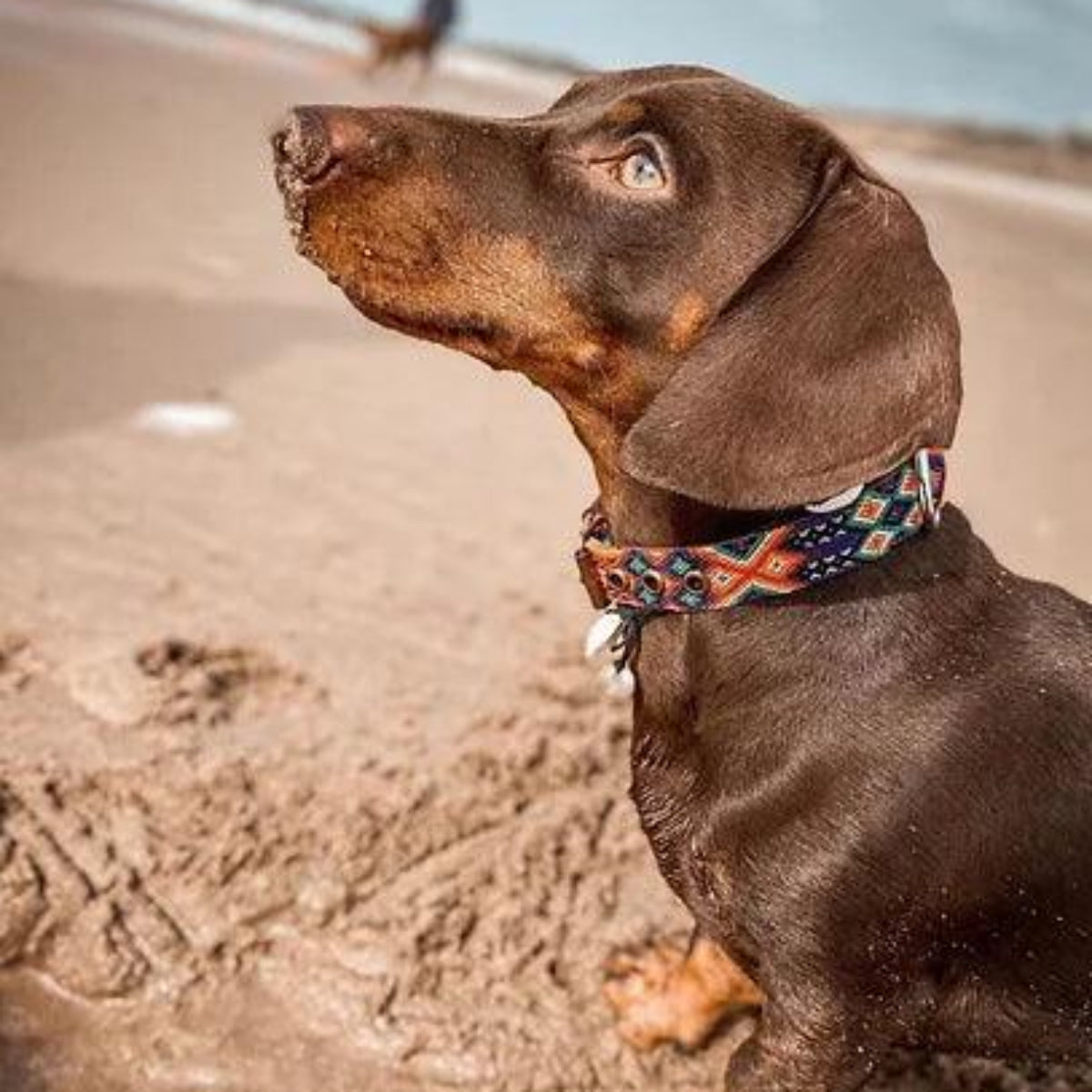Collier pour chien mexicain, broderie complète montée sur cuir - Kasibe