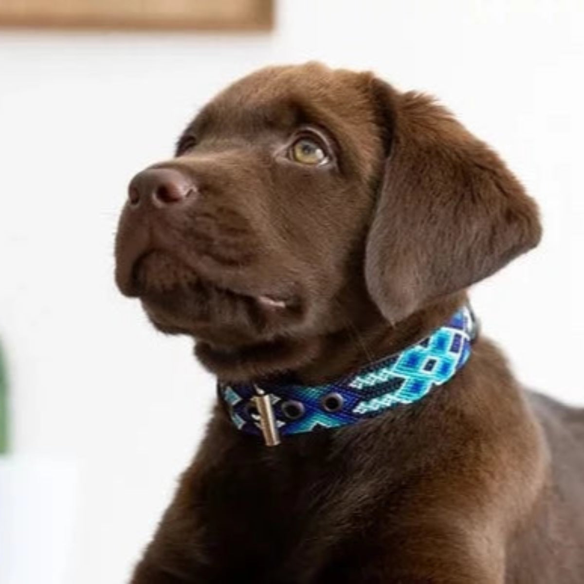 Collier pour chien mexicain, broderie complète montée sur cuir - Kasibe