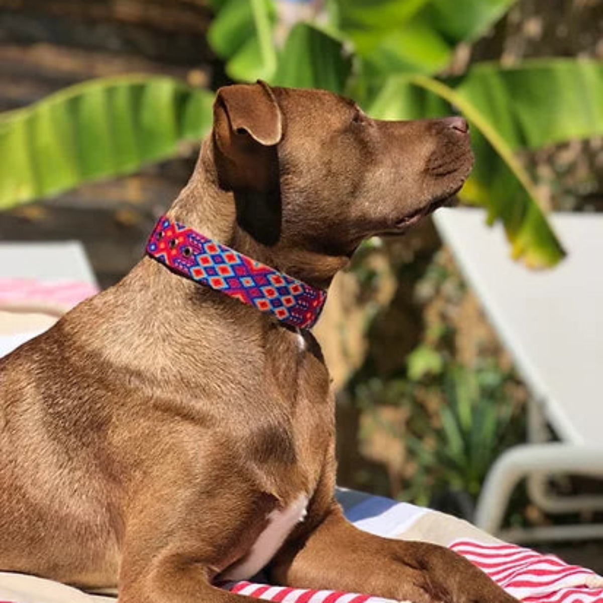 Collier pour chien mexicain, broderie complète montée sur cuir - Kasibe