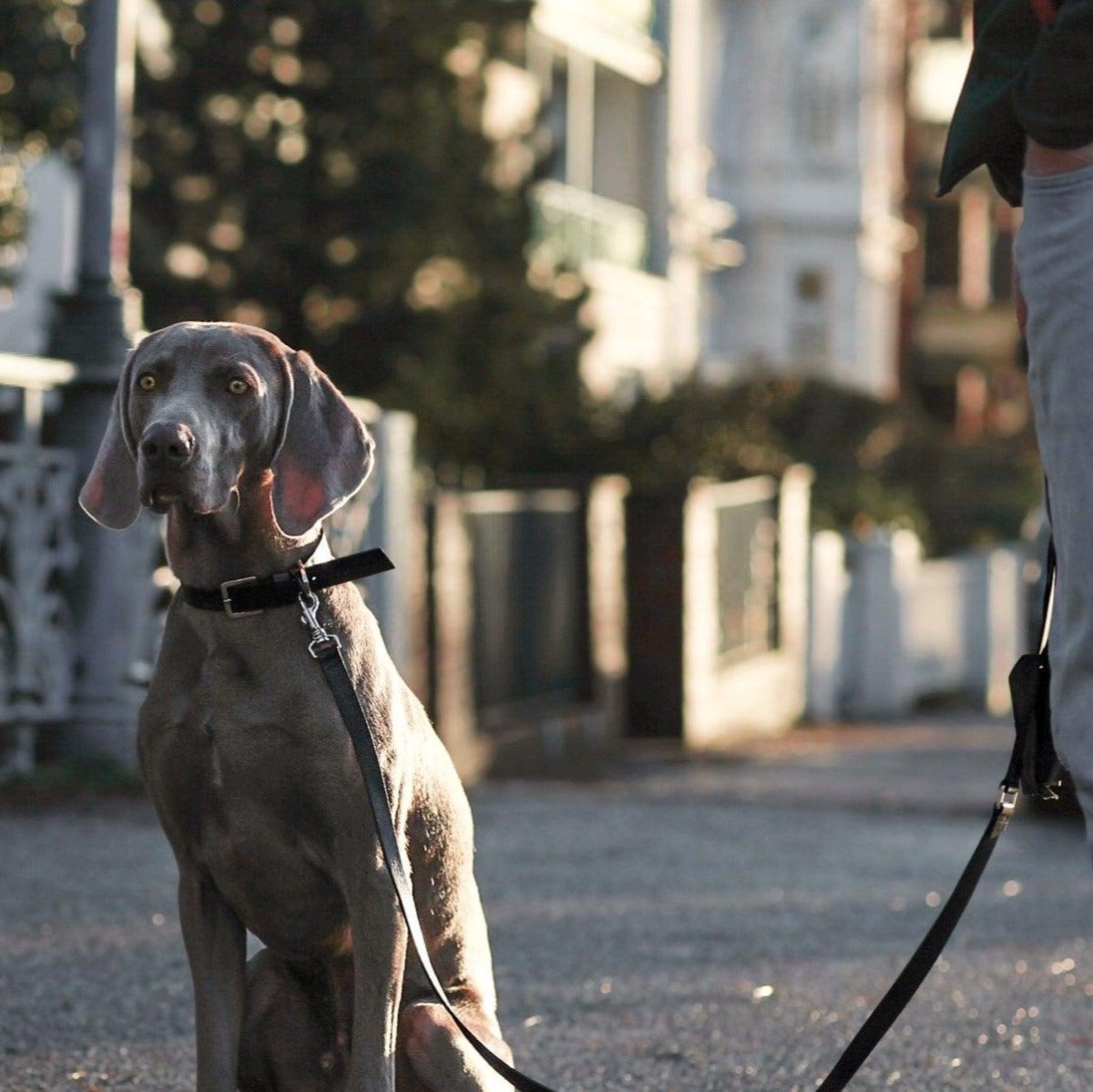 Collier pour chien raffiné - KOLLU - Kasibe