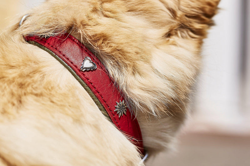 chien qui porte un collier avec décorations incrustées rouge laboni