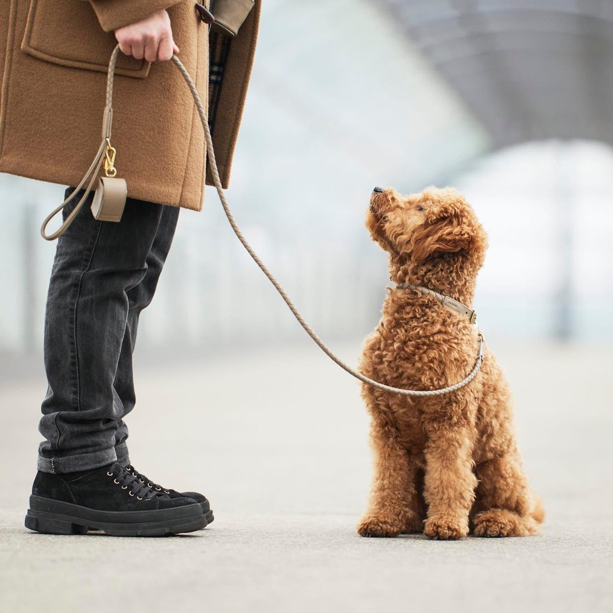 Gamme Twisted, des colliers tressés pour chien  - kasibe