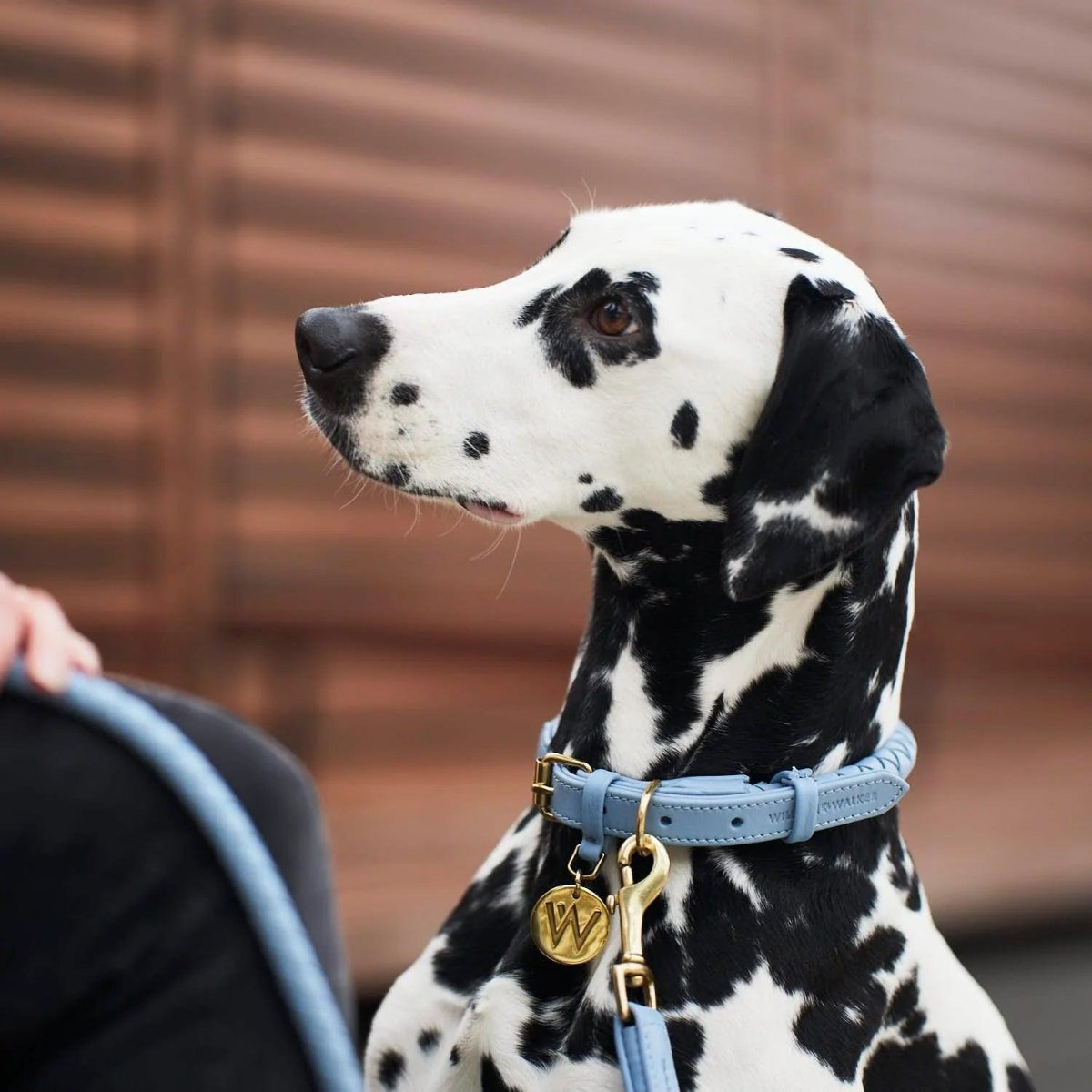 Gamme Twisted, des colliers tressés pour chien  - kasibe