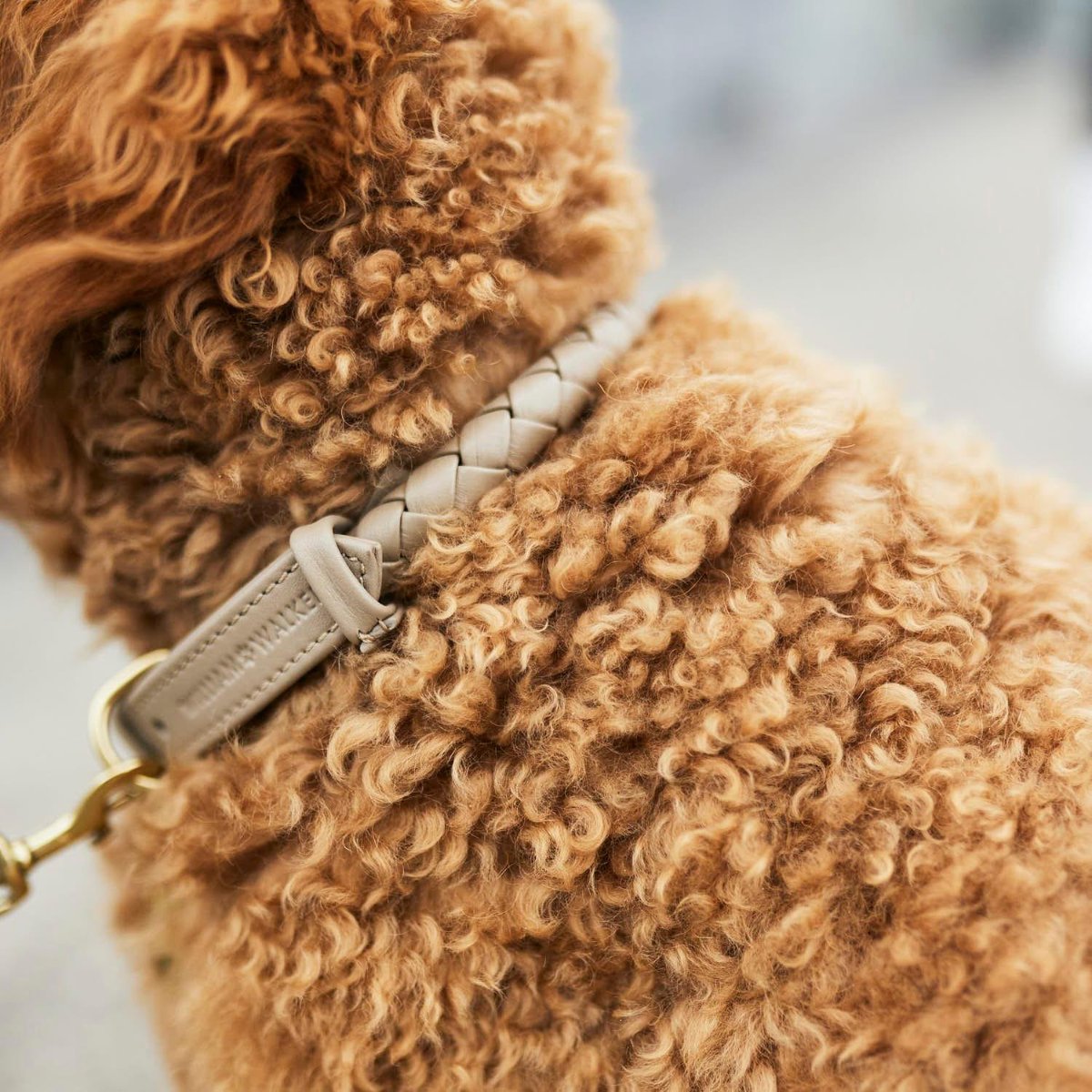 Gamme Twisted, des colliers tressés pour chien  - kasibe