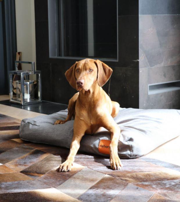 Linen : un coussin ergonomique pour mon chien tout en élégance  - kasibe