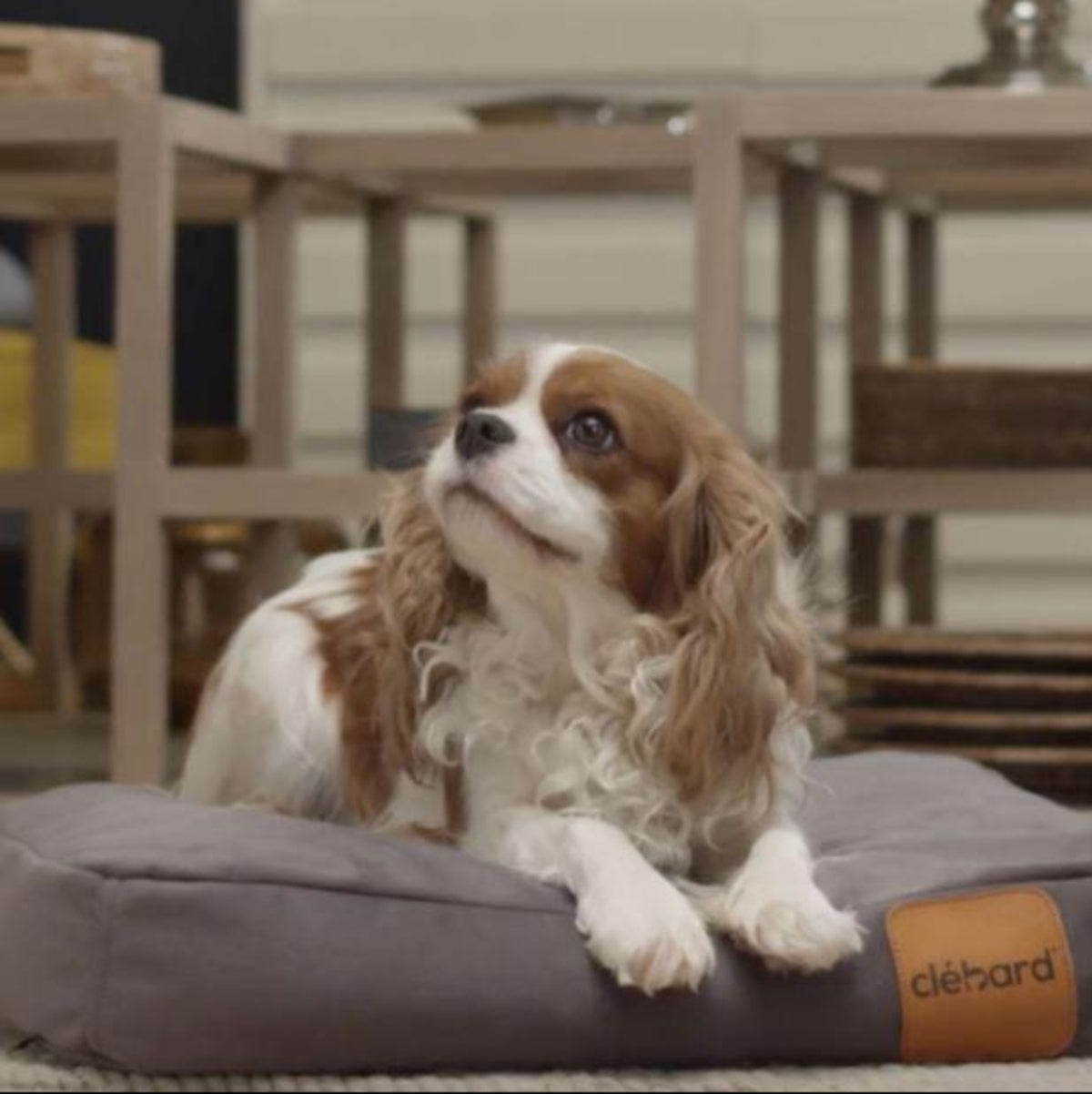 Coussin matelas pour chien déhoussable - VELVET - Kasibe