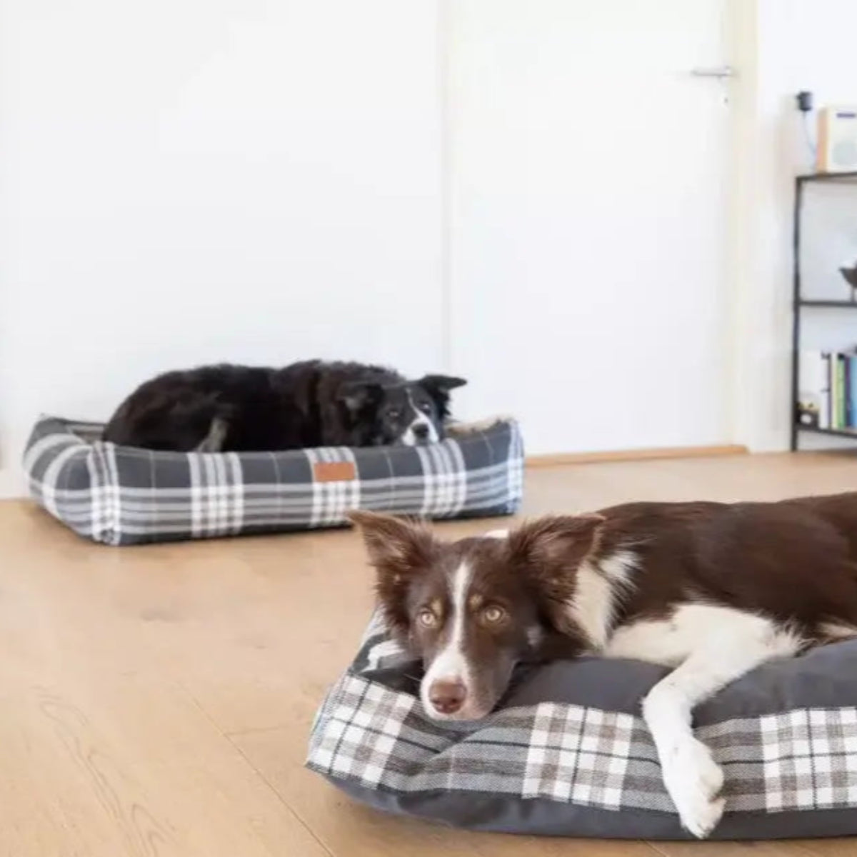 Coussin pour chien écossais - SCOTT - Kasibe