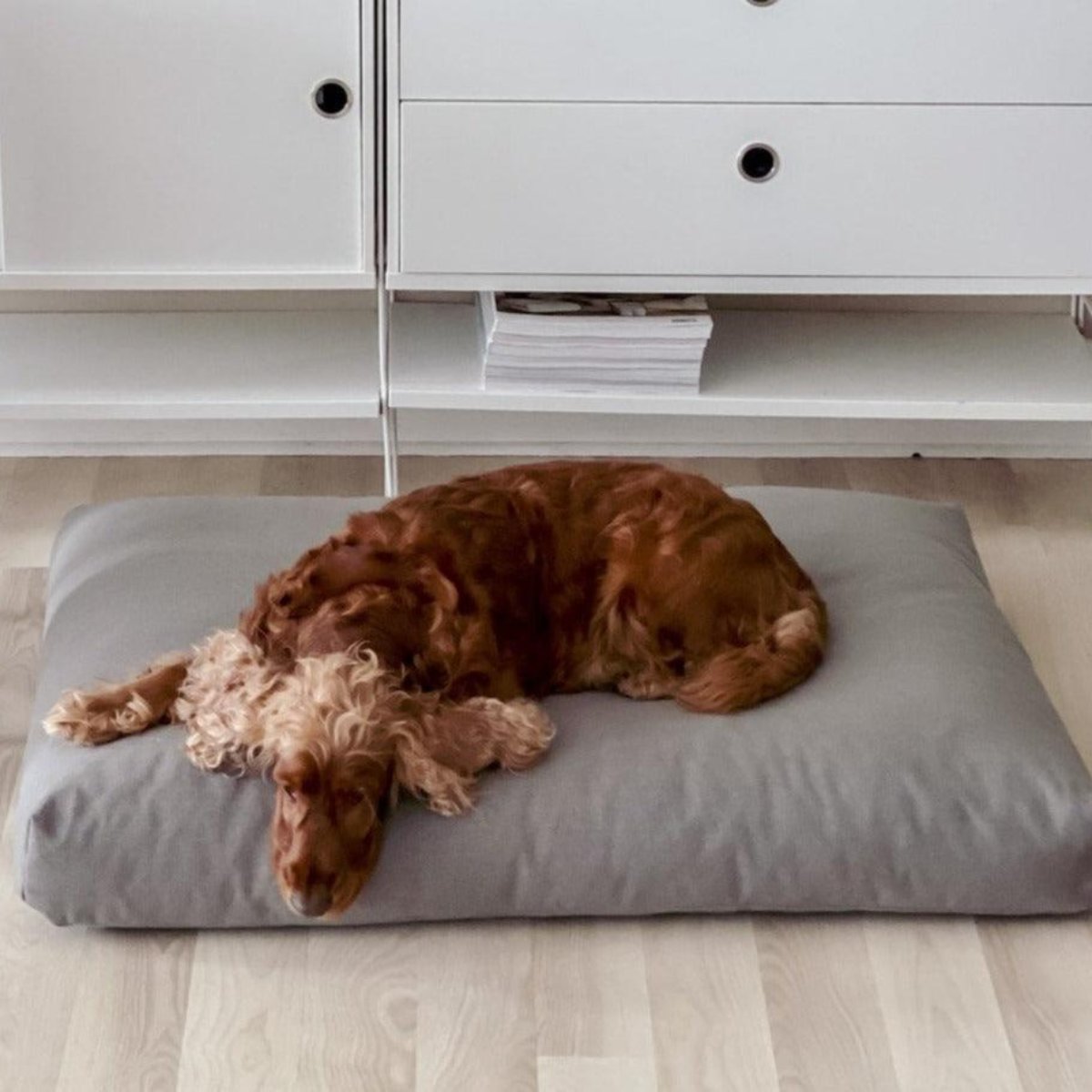 Coussin pour chien élégant - KIIMA - Kasibe