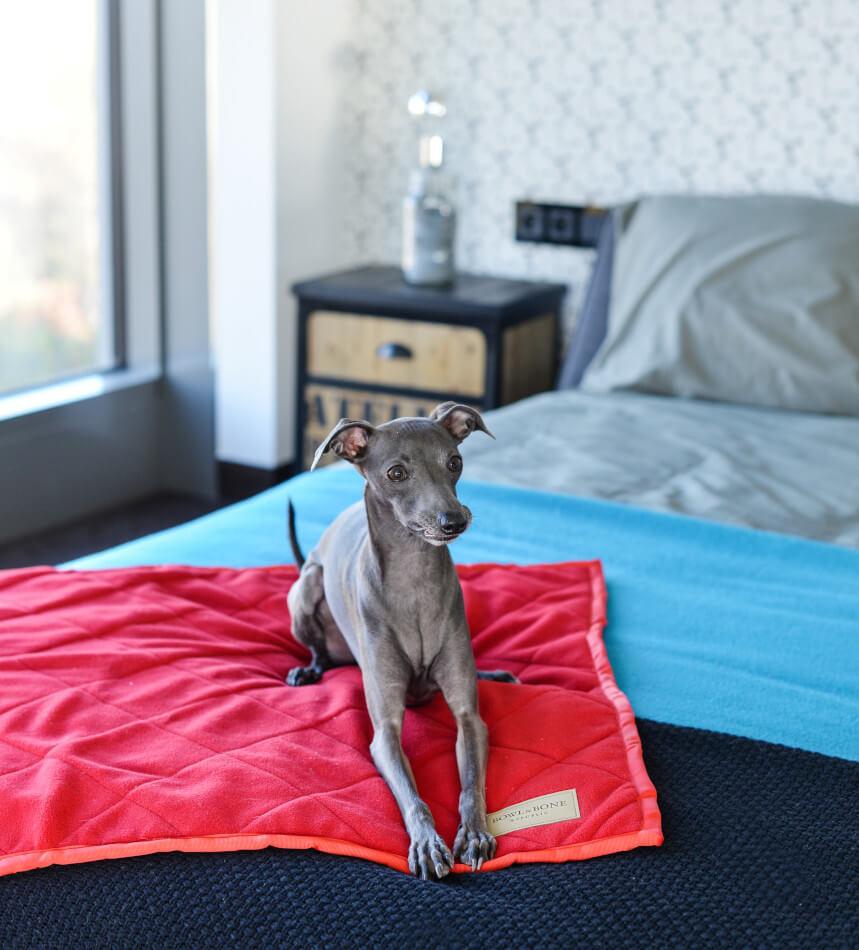 Couverture pour chien douce et élégante en tissu matelassé : Royal - kasibe