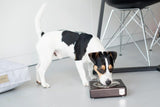 Gamelle en bois pour chien Solo avec bol céramique ou acier - kasibe