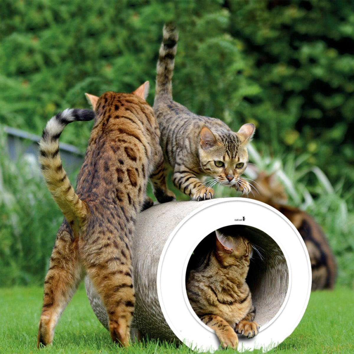 Tunnel griffoir original pour chat en carton grâce à sa forme en tube blanc - kasibe