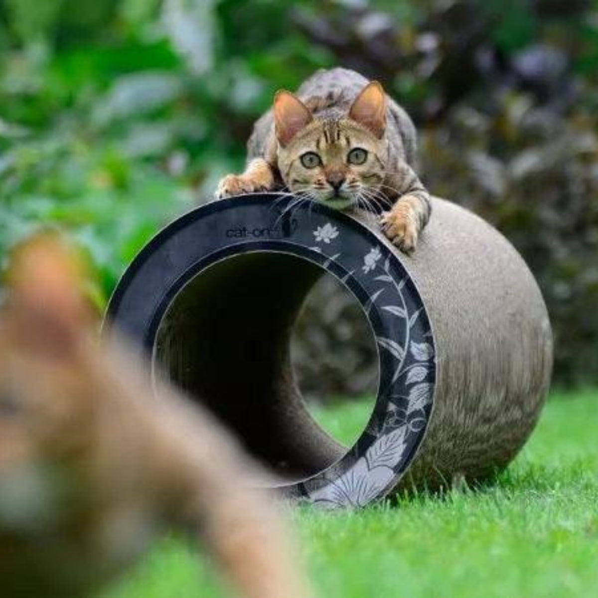 Tunnel griffoir original pour chat en carton grâce à sa forme en tube - kasibe